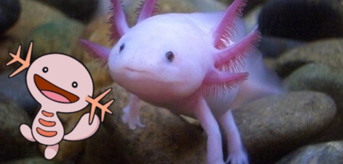 wooper real