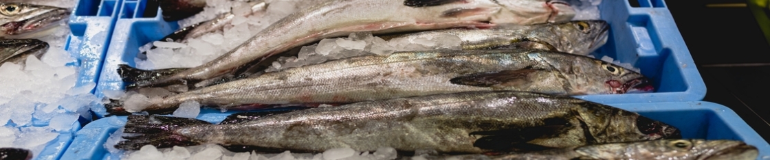 Pesca de merluza: ¿Qué impacto tiene en el medio ambiente?