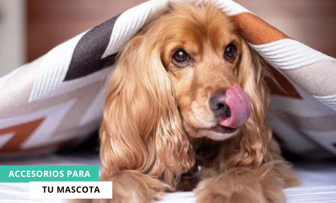 Accesorios para tu mascota