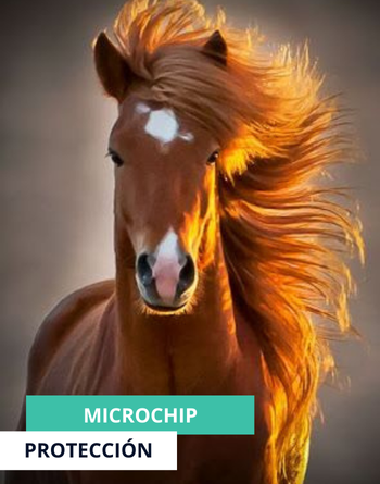 Microchip 