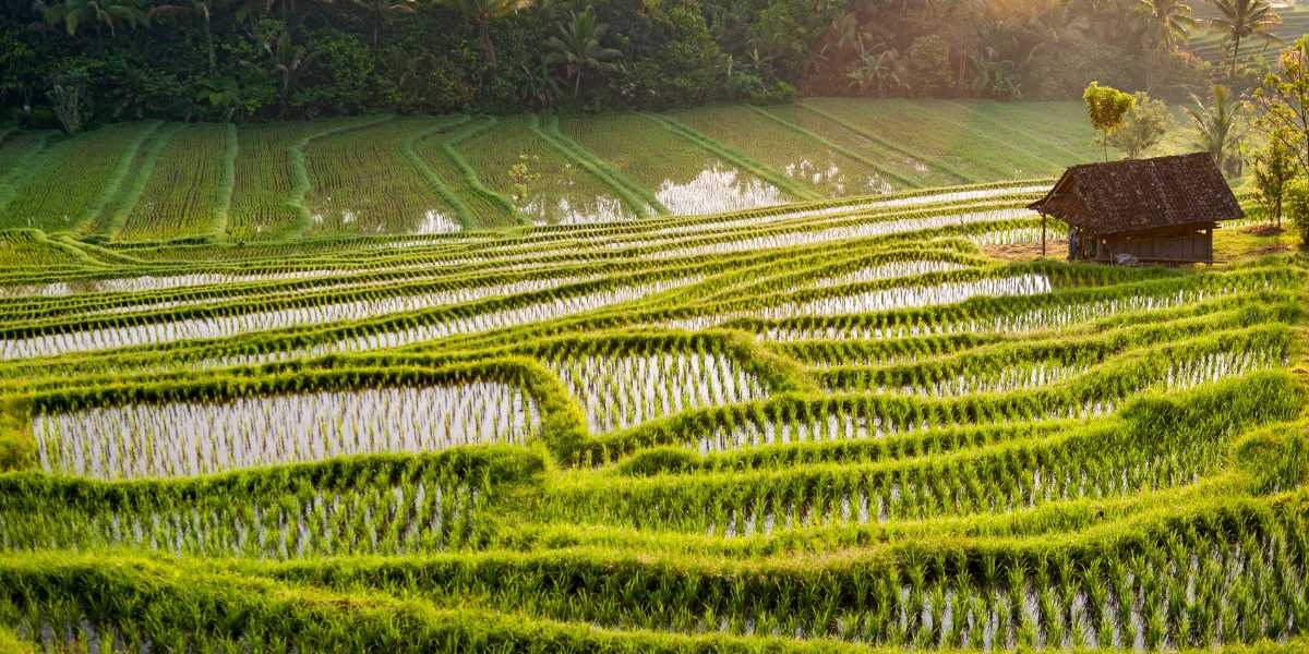 Explorando los arrozales de Bali: naturaleza y tradición