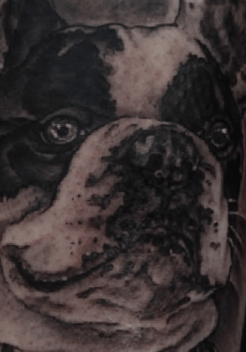 Tatuaje realista bulldog francÃ©s