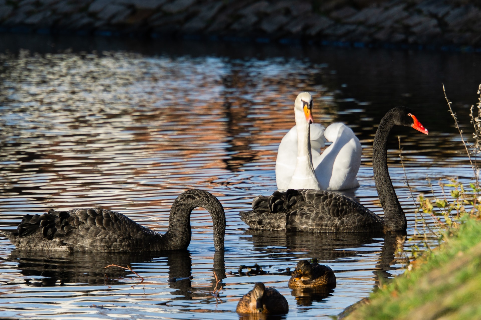 La teoría del cisne negro y la importancia de diversificar