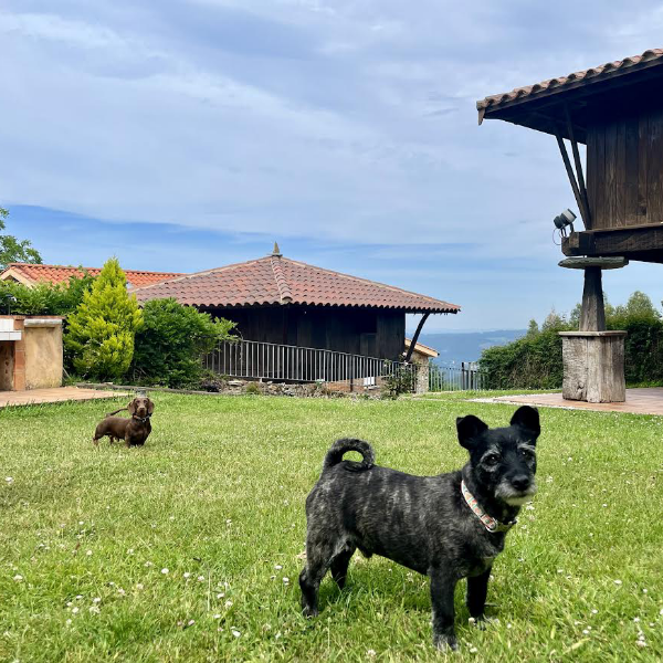 Mascotas en la Quintana de Somao