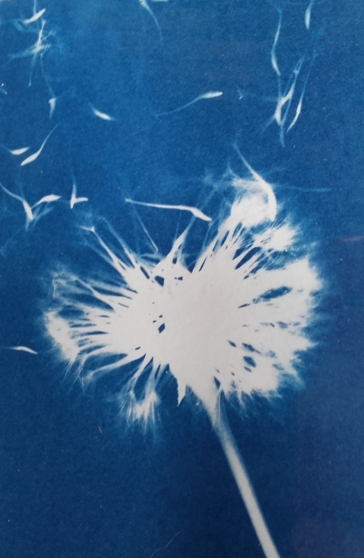 Expocició de CIANOTIPIES, homenatge a Anna Atkins